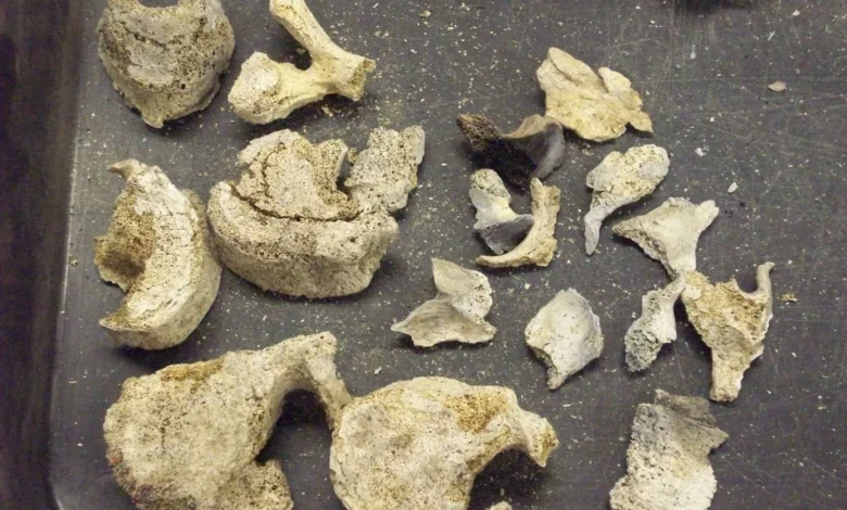 which part of the body does not burn during cremation