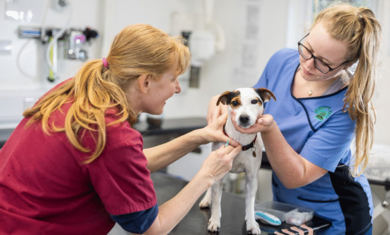 companion care eastbourne