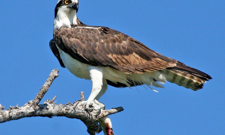 birds of poole harbour webcam